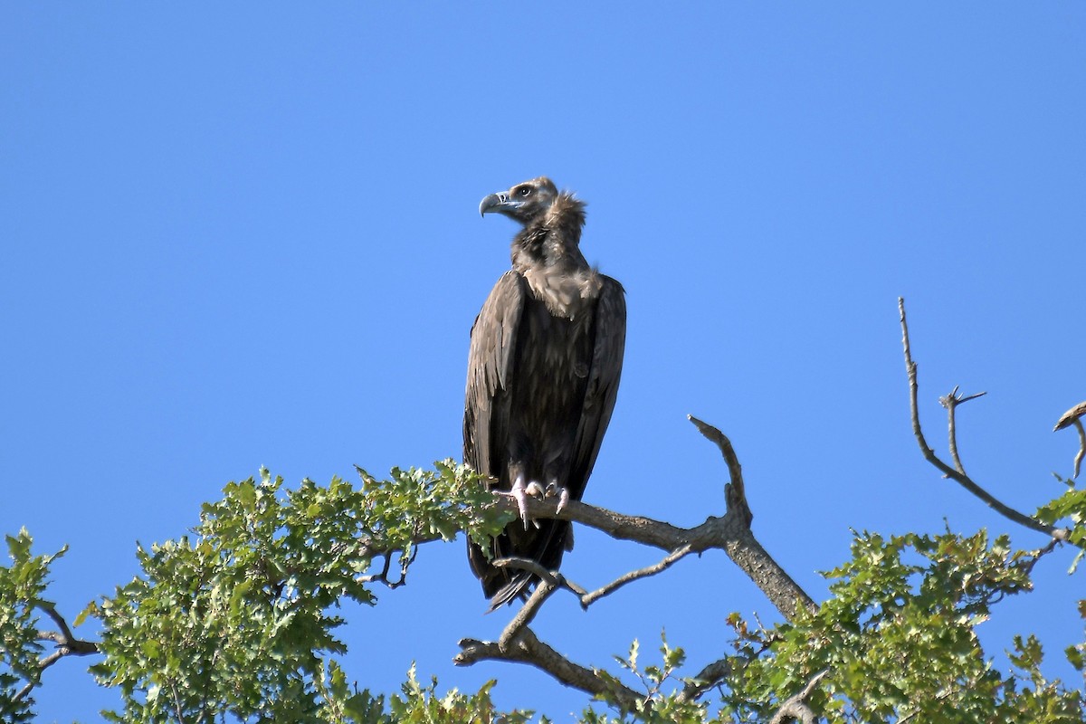 Cinereous Vulture - ML642799256