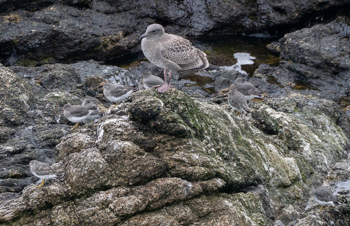 Surfbird - ML642799257