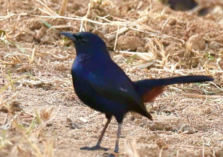 Indian Robin - ML642799261