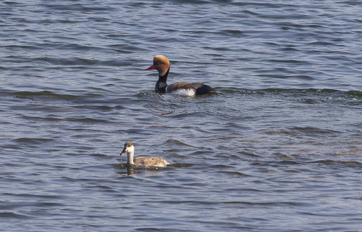 Red-crested Pochard - ML642799263