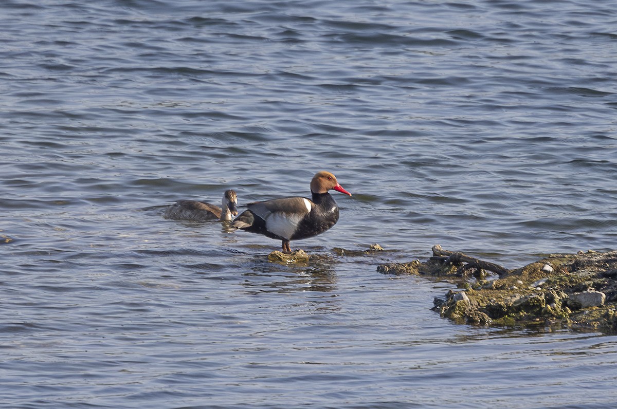 Red-crested Pochard - ML642799264
