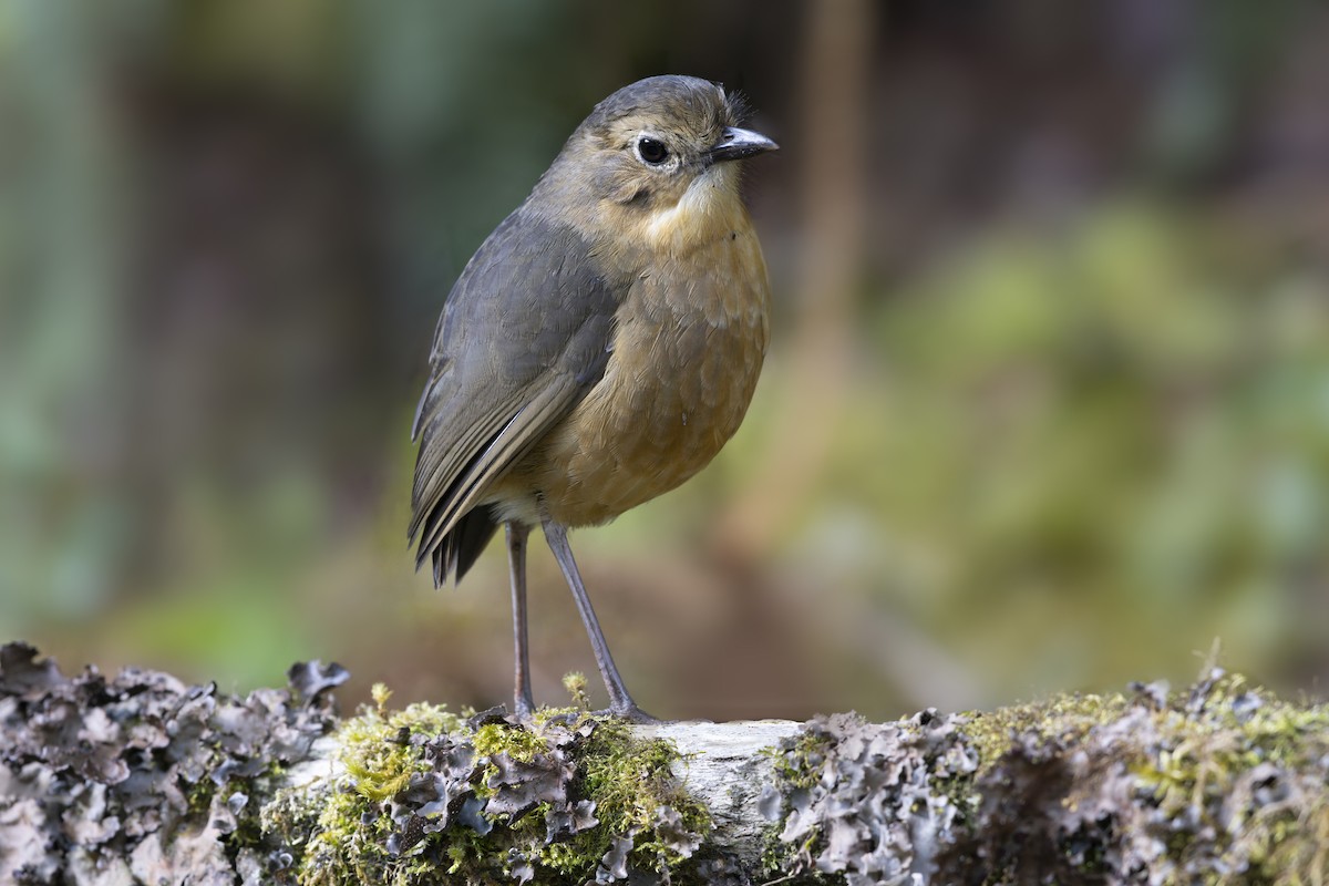 Tawny Antpitta - ML642799294
