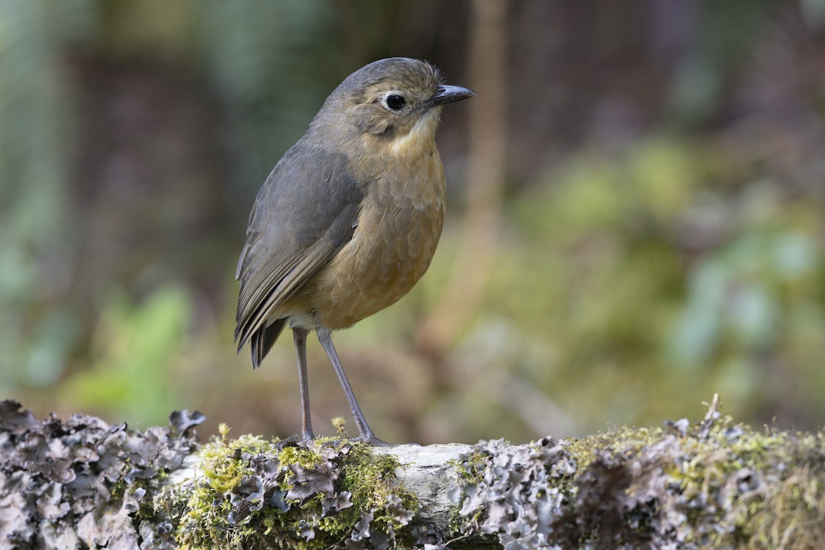 Tawny Antpitta - ML642799295