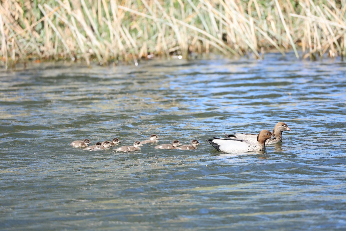 Maned Duck - ML642799316
