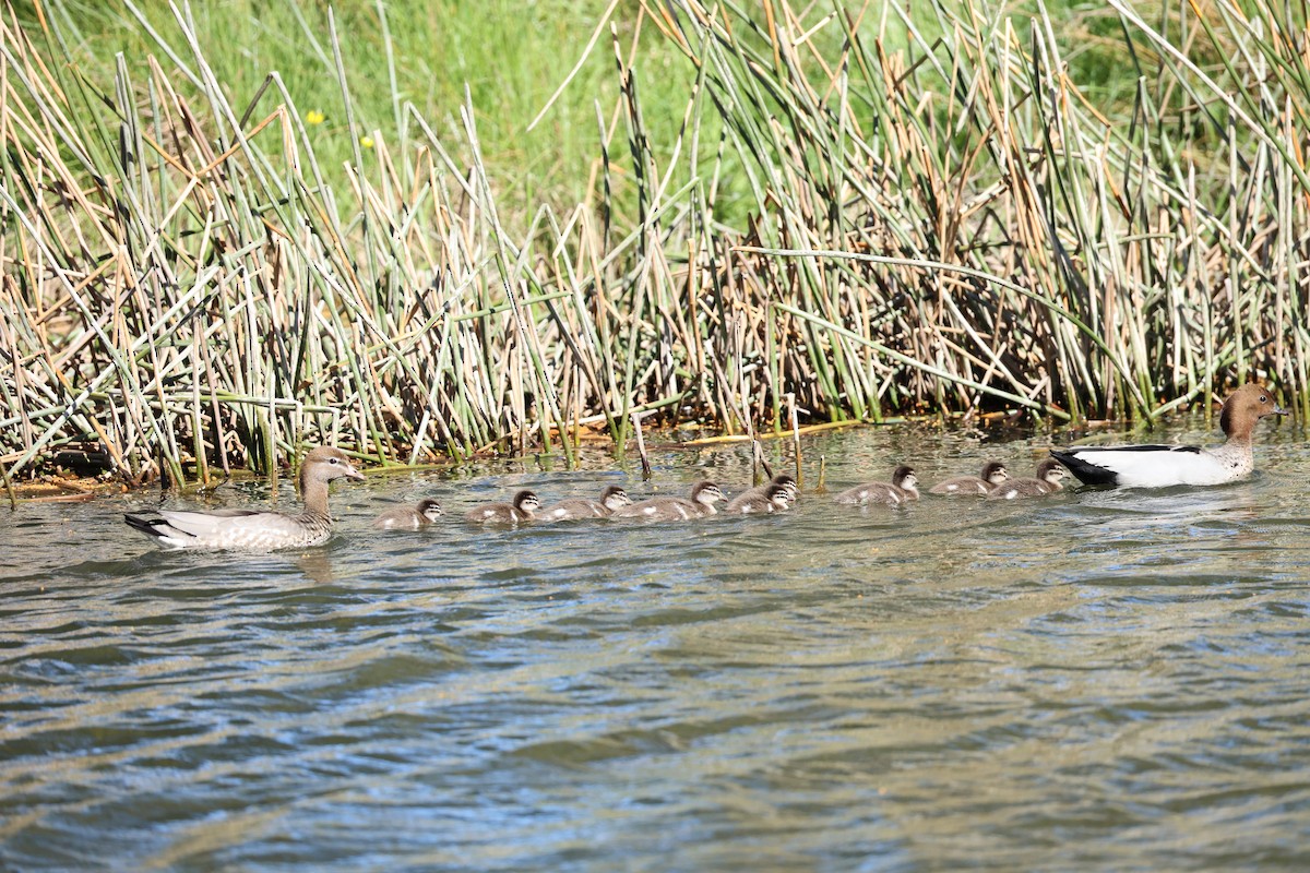 Maned Duck - ML642799318