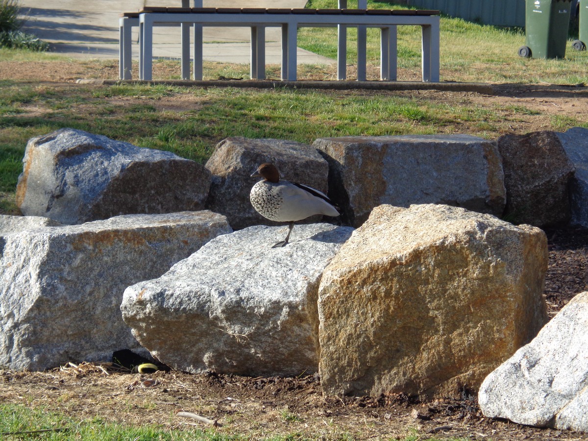 Maned Duck - ML642799332