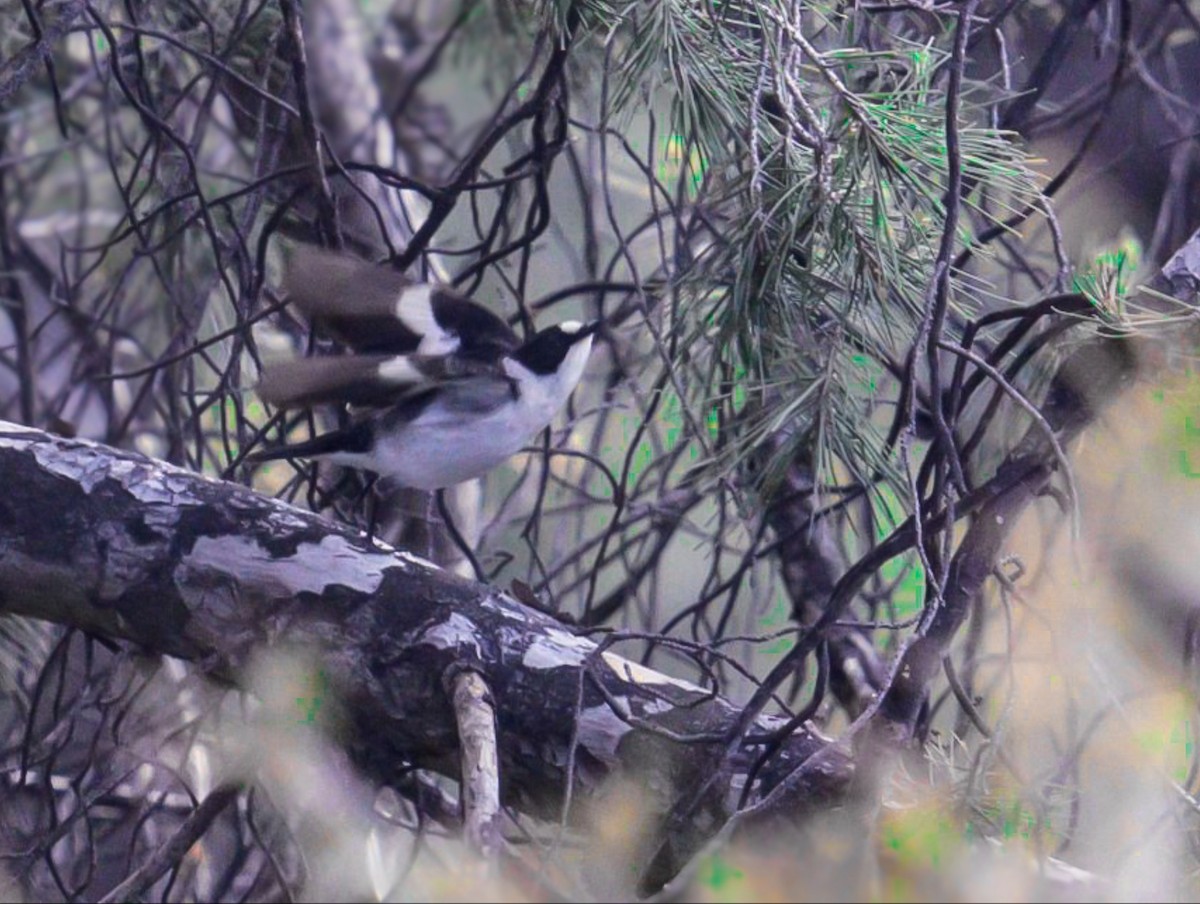 Collared Flycatcher - ML642799337