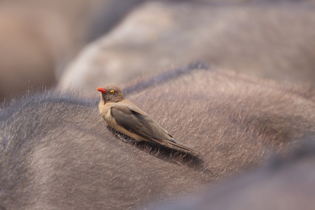 Red-billed Oxpecker - ML642799348