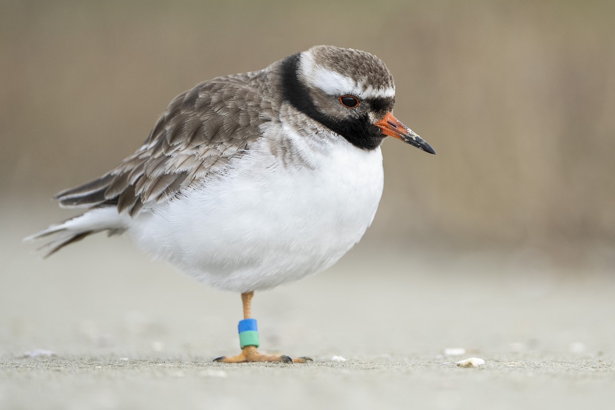 Shore Plover - ML642799358