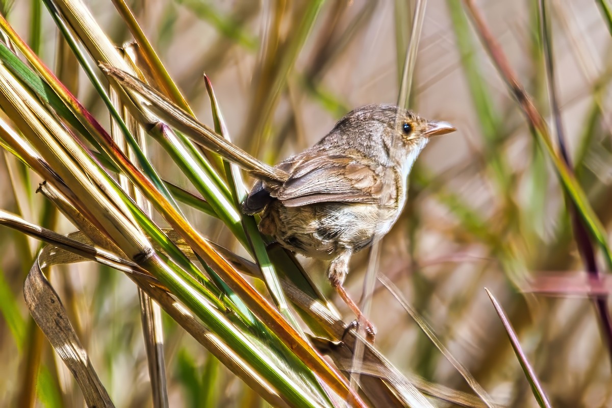 Red-backed Fairywren - ML642799368