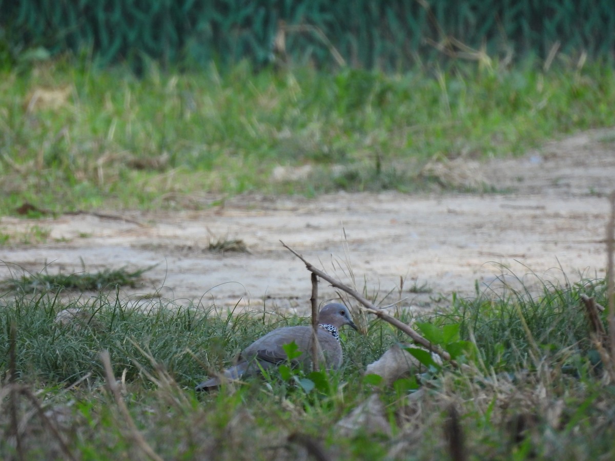 Spotted Dove - ML642799389