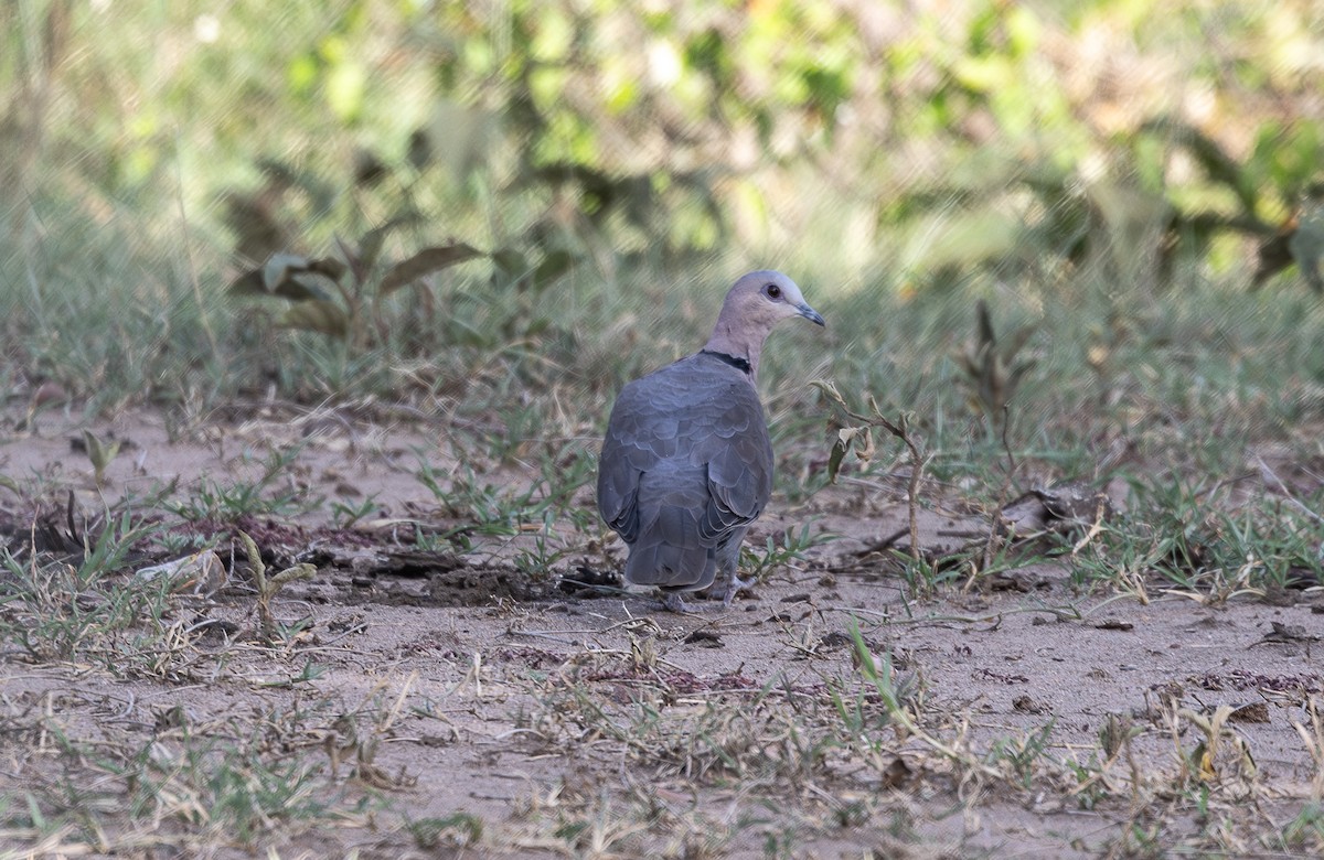 Red-eyed Dove - ML642799393