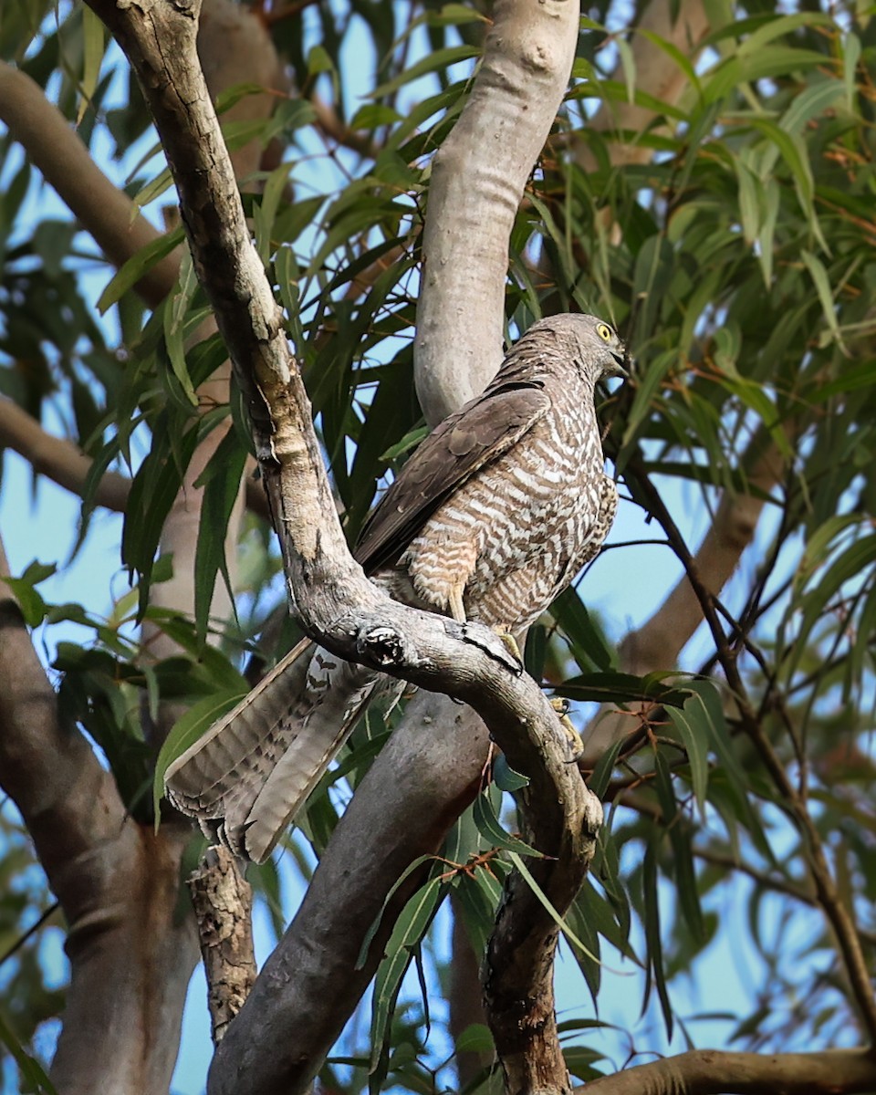 Brown Goshawk - ML642799411