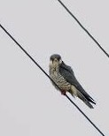 Falco dell'Amur - ML642799419