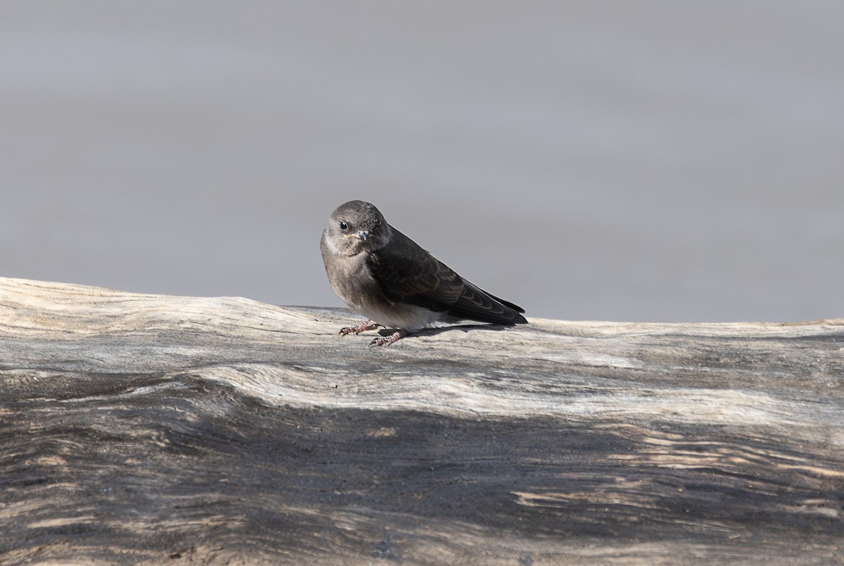 Plain Martin - ML642799421