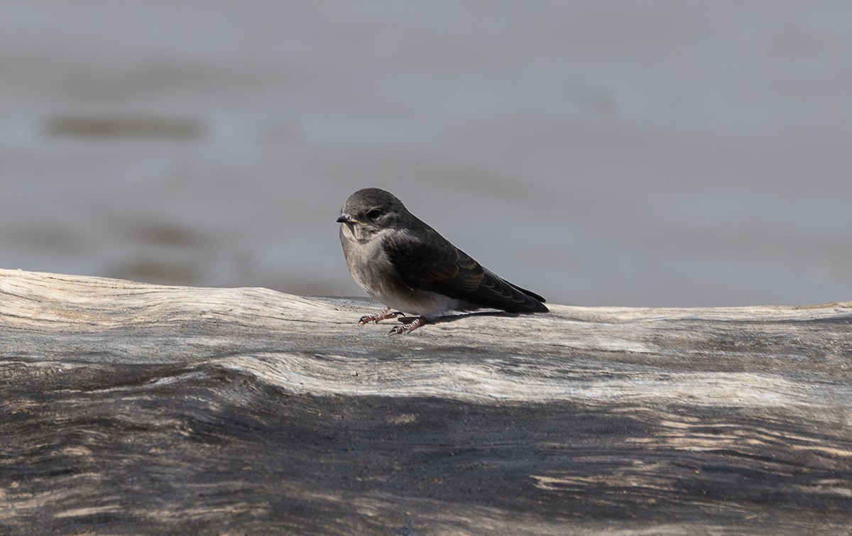 Plain Martin - ML642799422