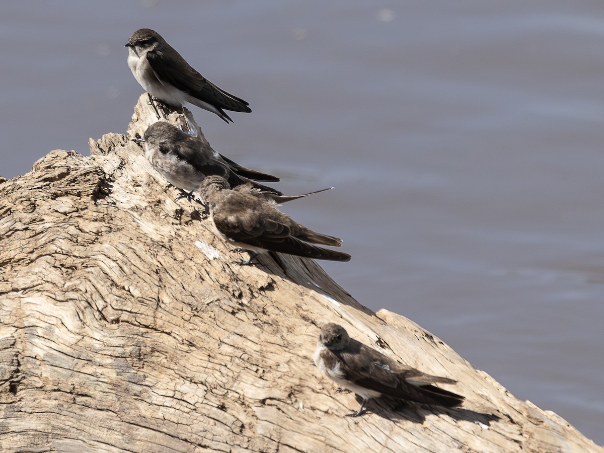 Plain Martin - ML642799423