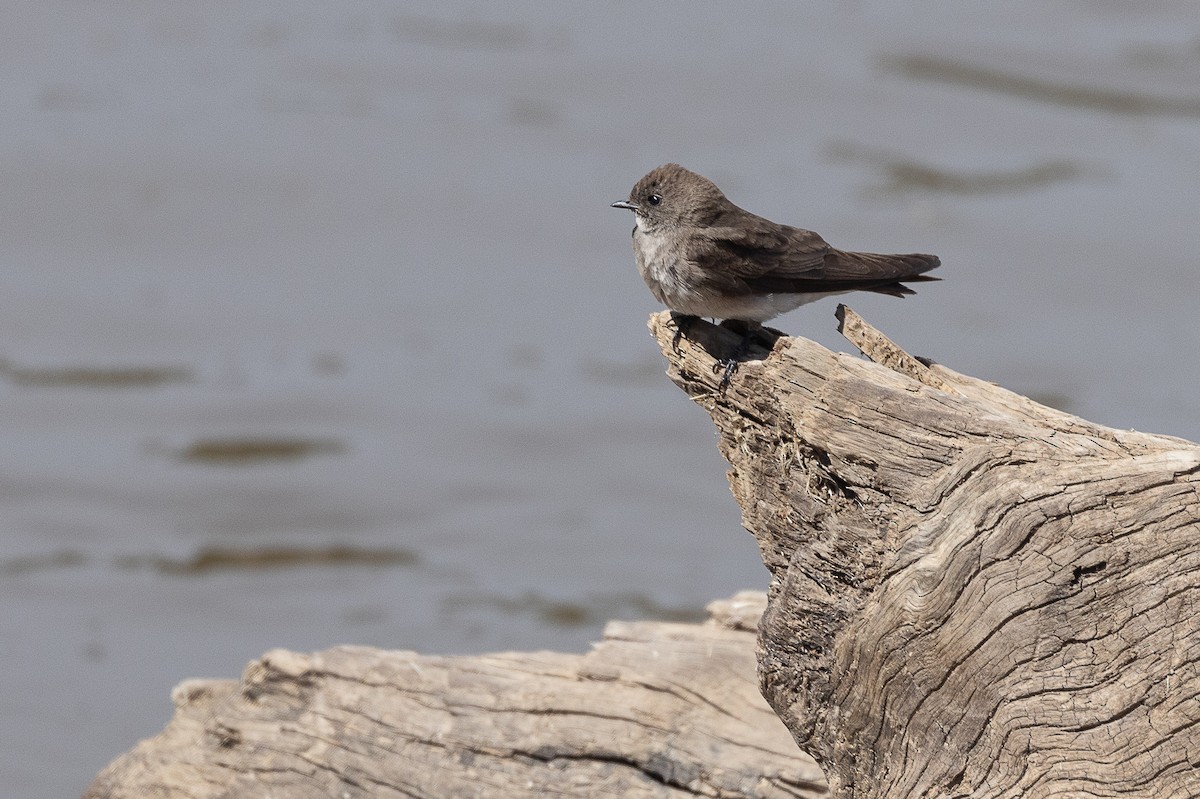 Plain Martin - ML642799425
