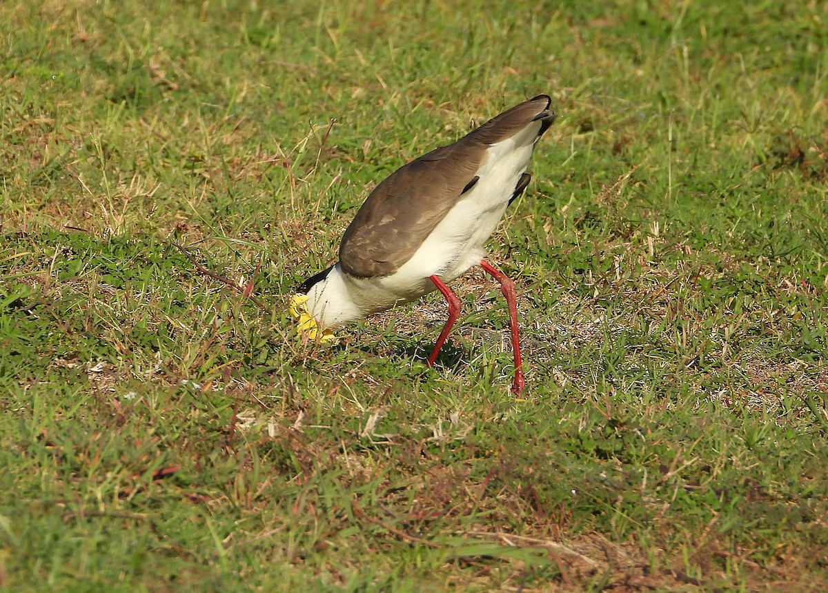 Masked Lapwing - Monica Mesch
