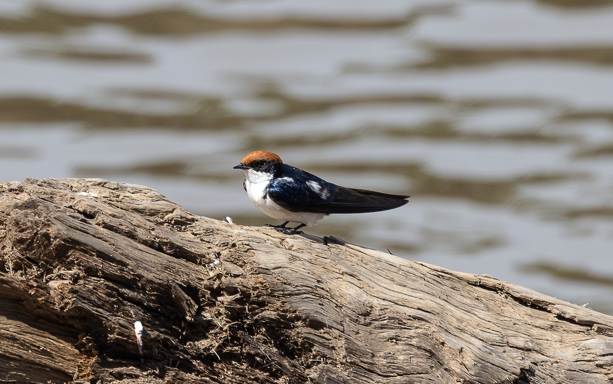Wire-tailed Swallow - ML642799431