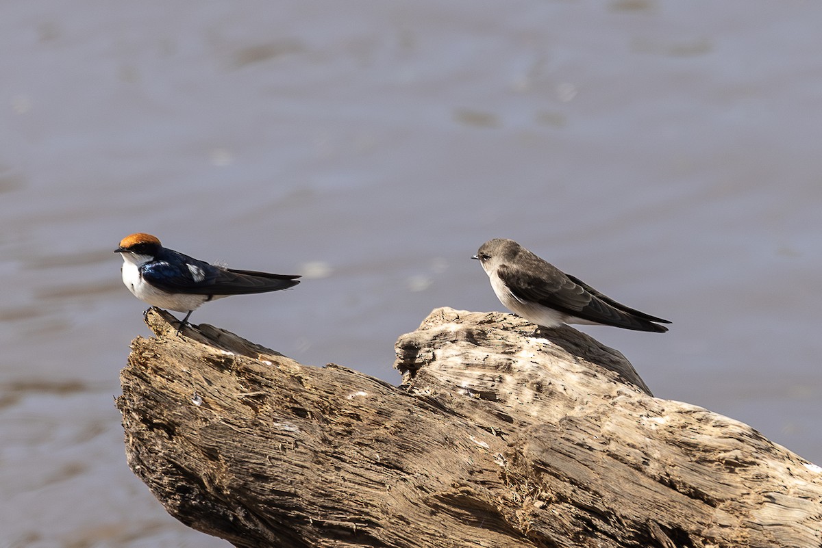 Wire-tailed Swallow - ML642799432