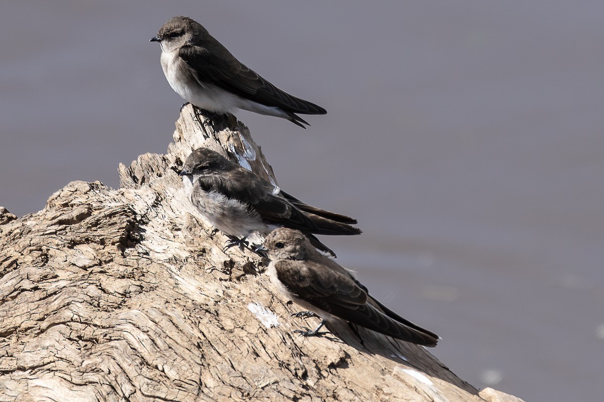 Wire-tailed Swallow - ML642799433