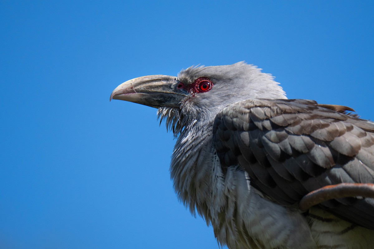 Channel-billed Cuckoo - ML642799441