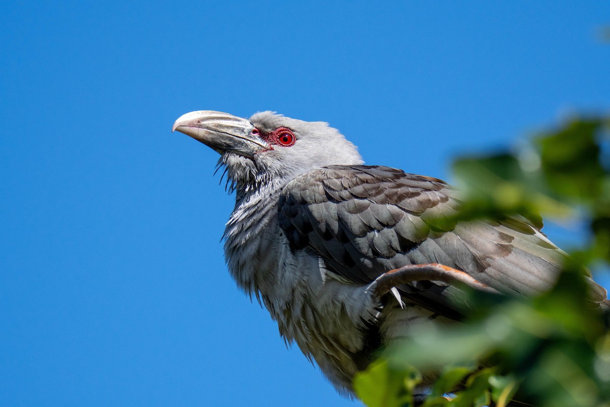 Channel-billed Cuckoo - ML642799442