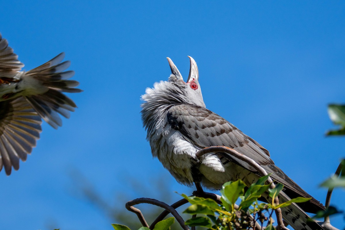 Channel-billed Cuckoo - ML642799443