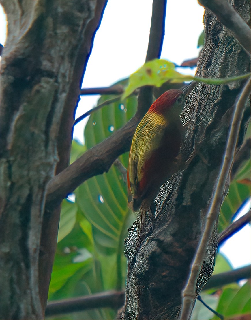 Crimson-winged Woodpecker - ML642799444