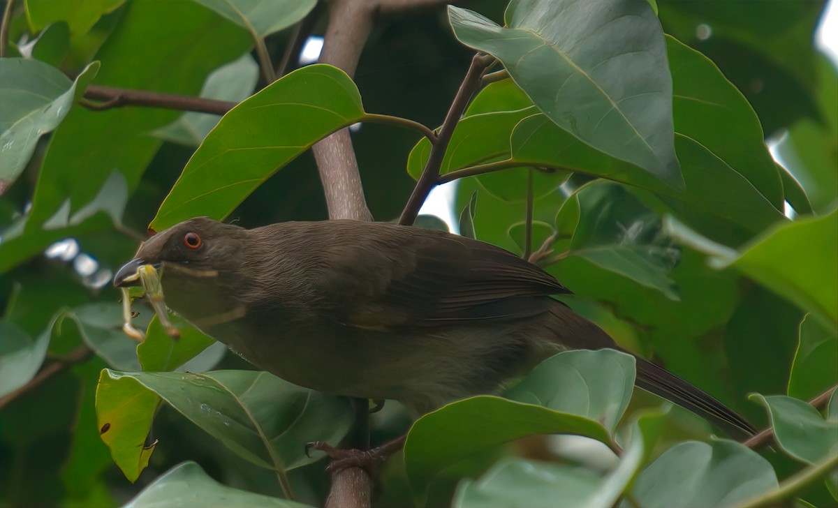 Bulbul Ojirrojo - ML642799448