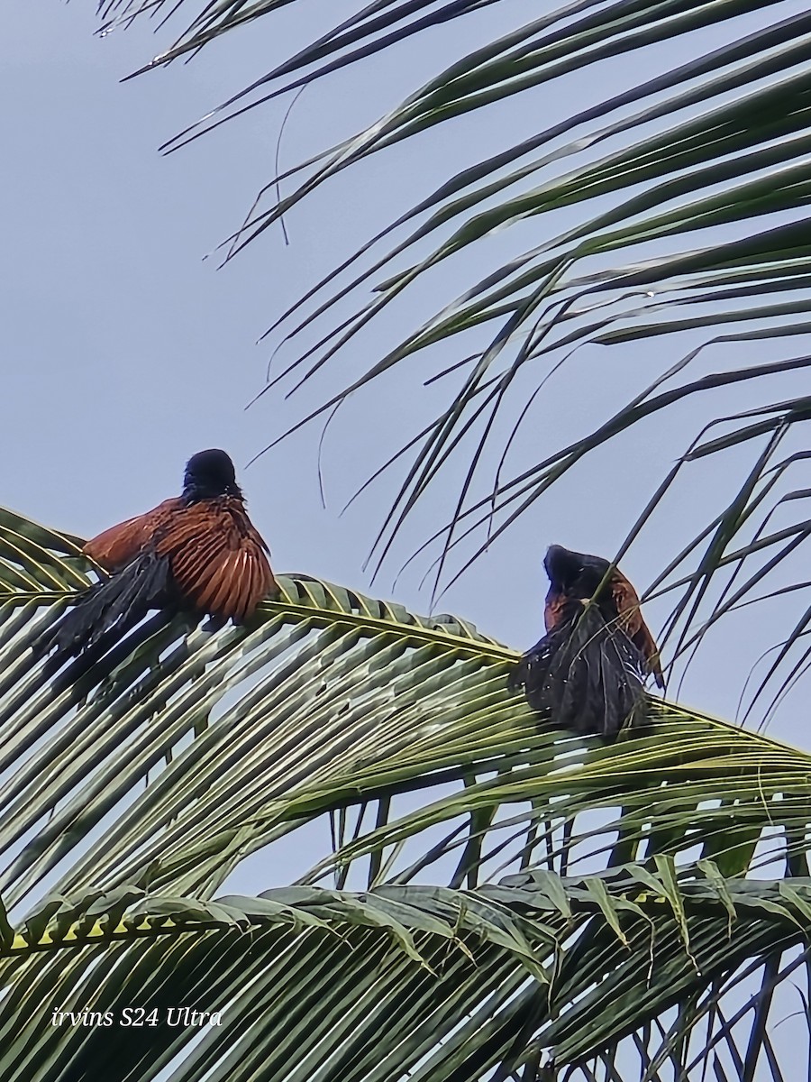 Greater Coucal - ML642799456