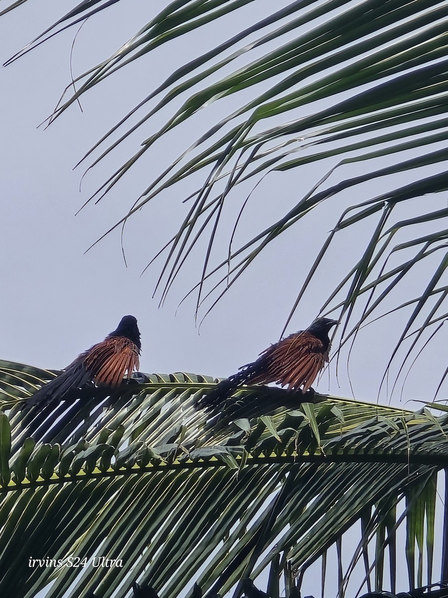 Greater Coucal - ML642799457