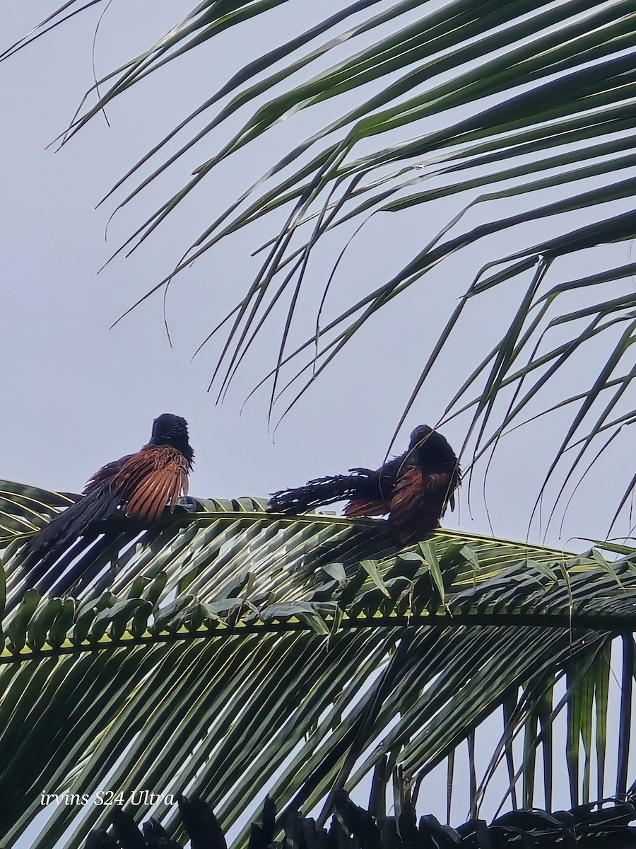 Greater Coucal - ML642799458
