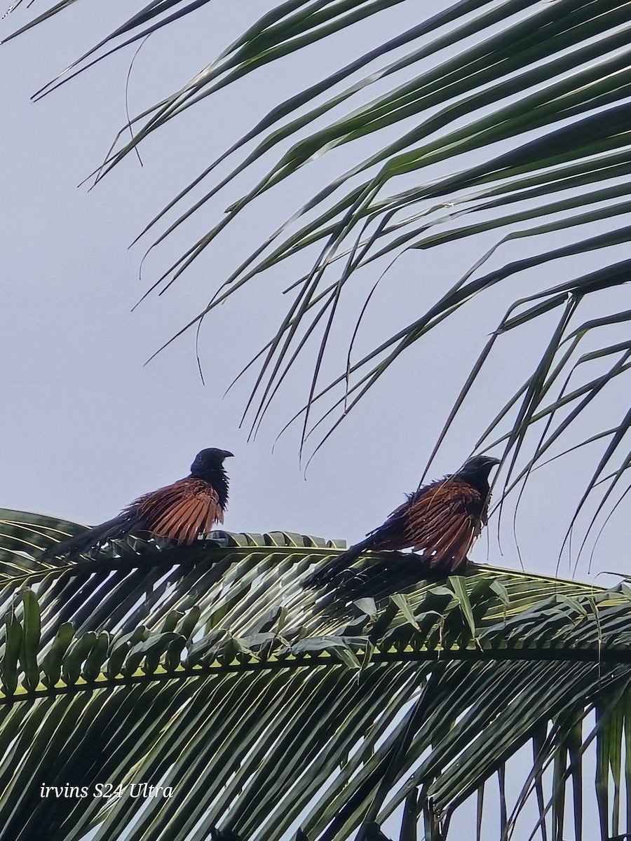 Greater Coucal - ML642799459
