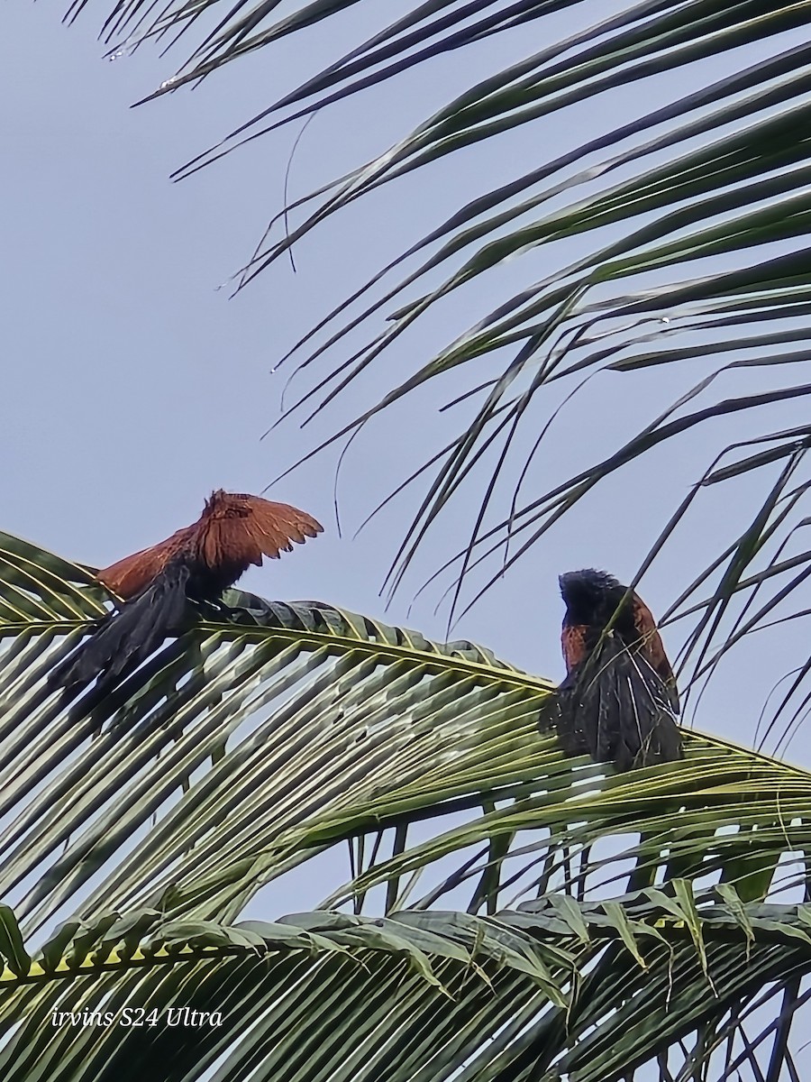Greater Coucal - ML642799460