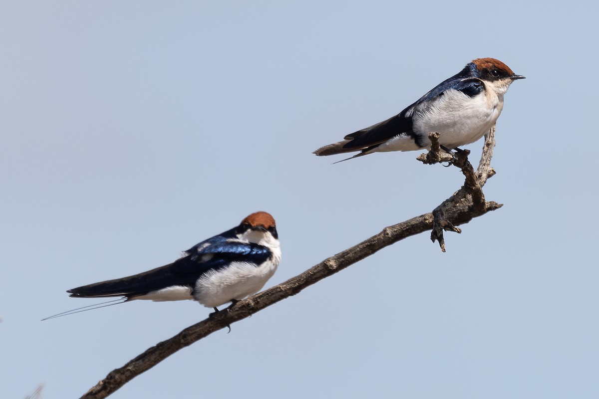 Wire-tailed Swallow - ML642799478