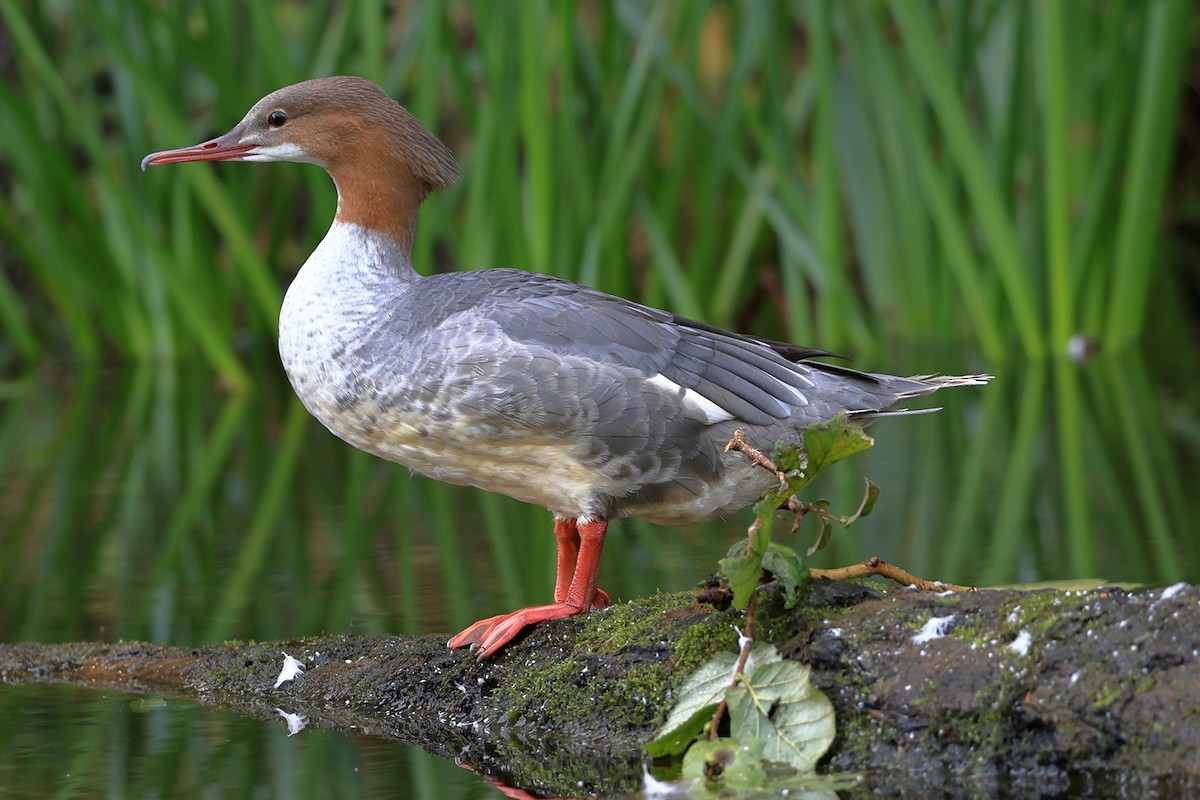 Common Merganser - ML642799488
