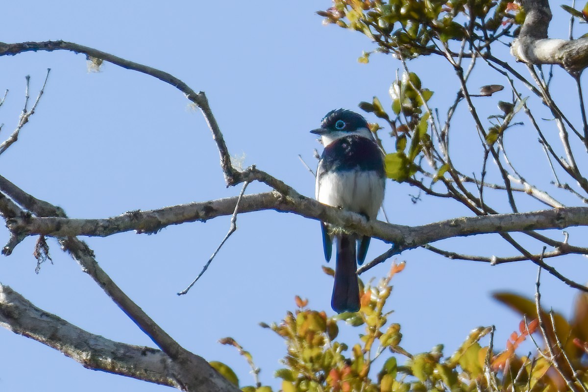 Ward's Flycatcher - ML642799490