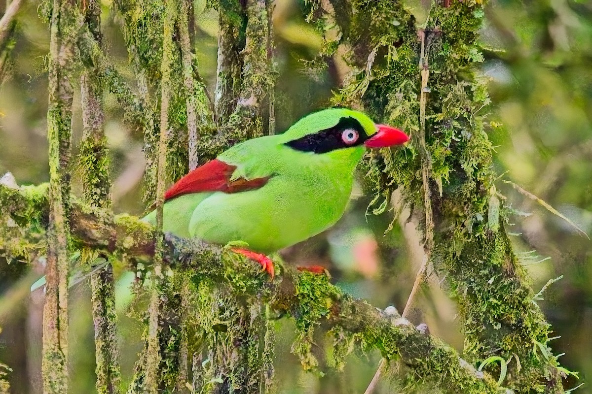 Bornean Green-Magpie - ML642799505