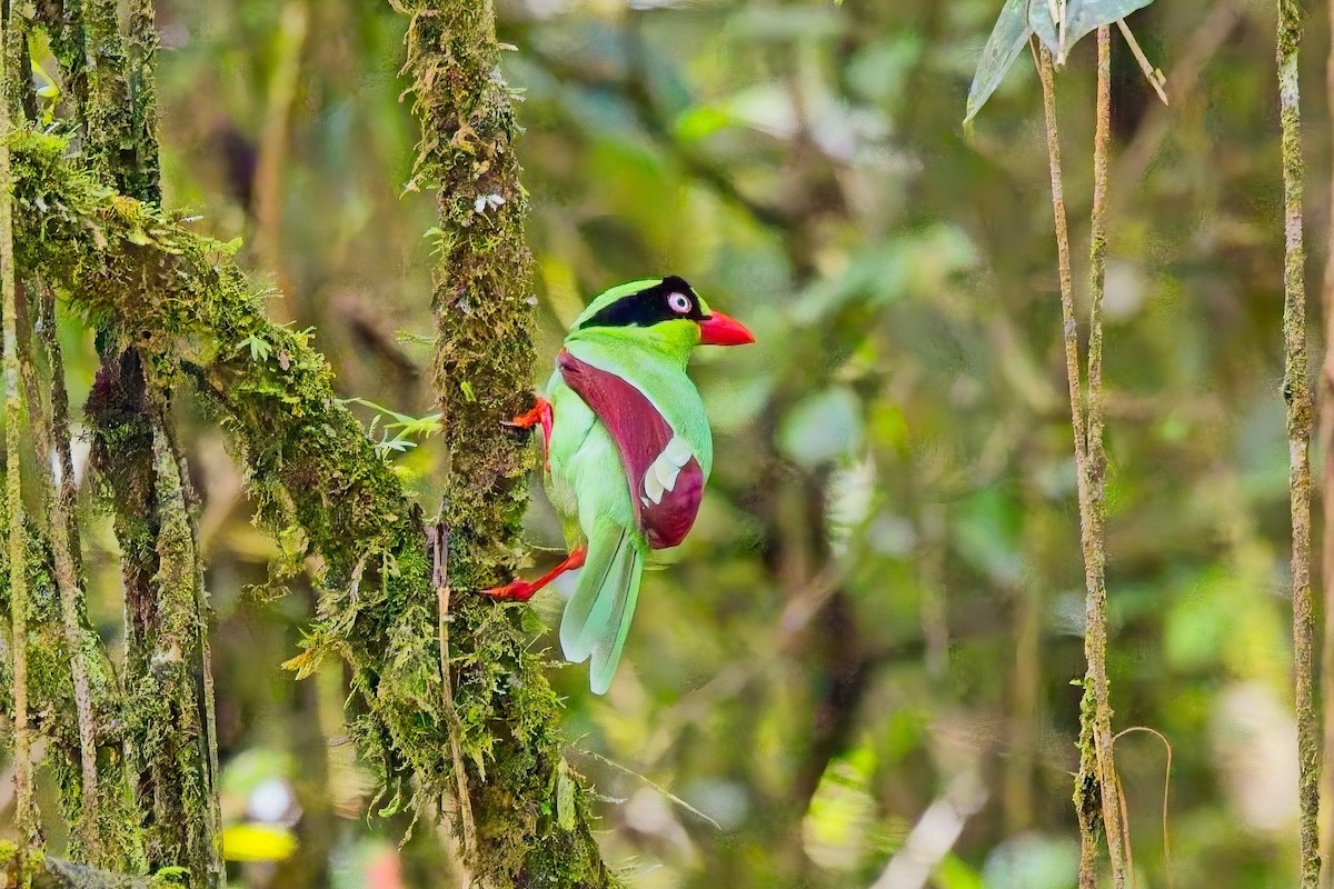 Bornean Green-Magpie - ML642799506