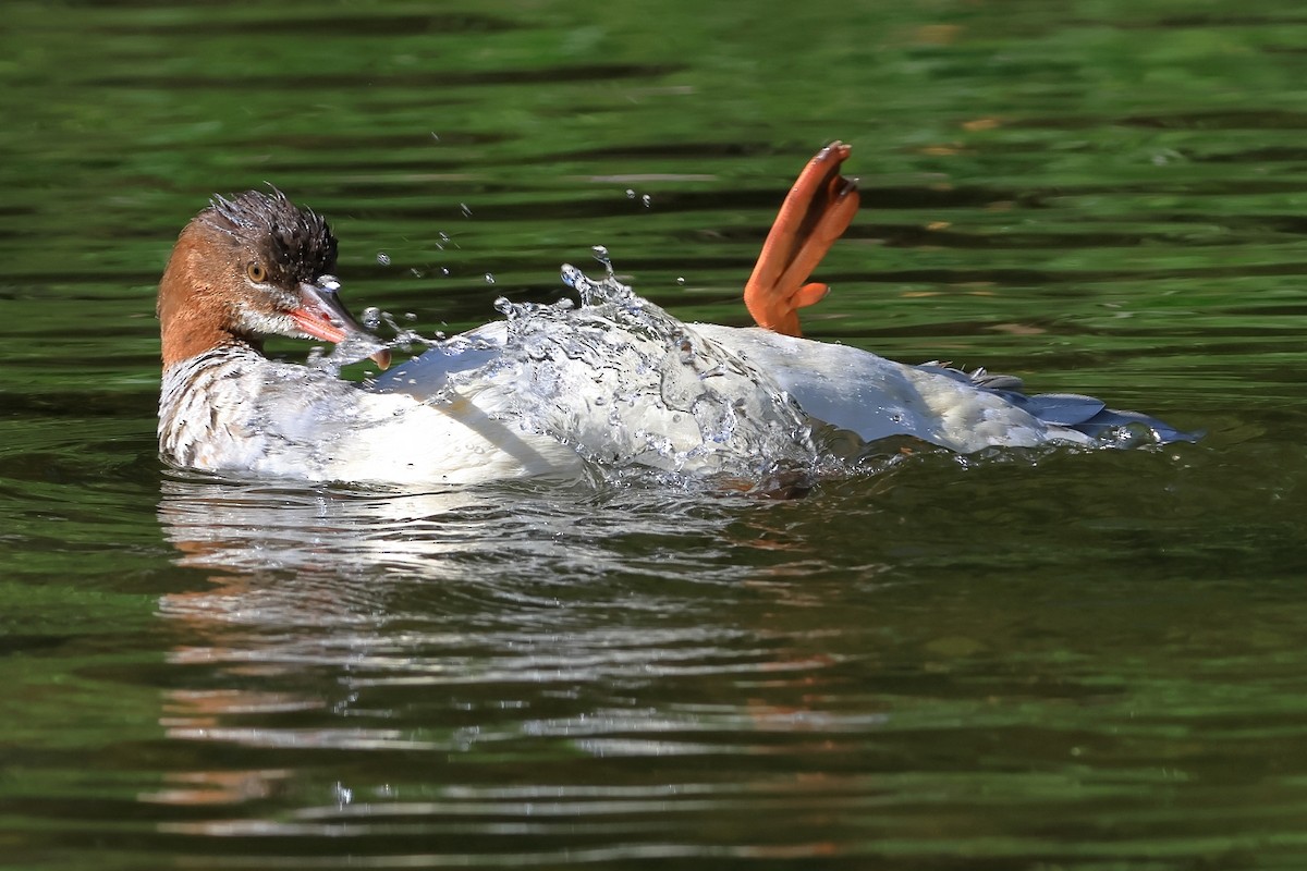 Common Merganser - ML642799509