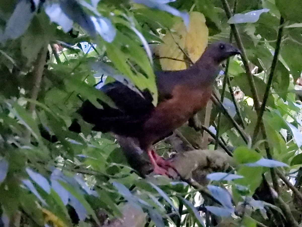 Sickle-winged Guan - ML642799511