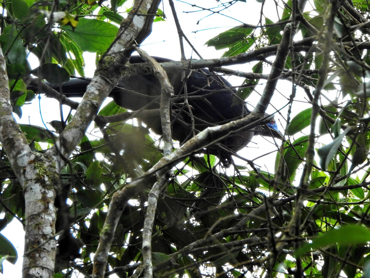 Sickle-winged Guan - ML642799512