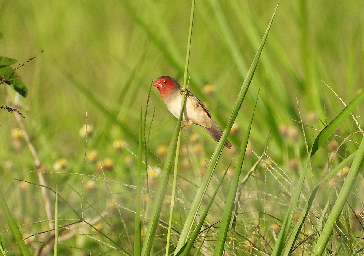 Crimson Finch - ML642799514