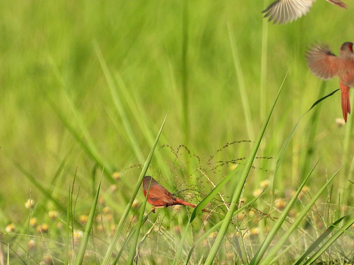 Crimson Finch - ML642799515