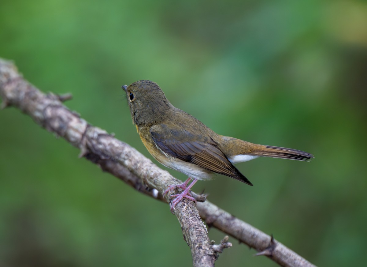 Chinese Blue Flycatcher - ML642799516