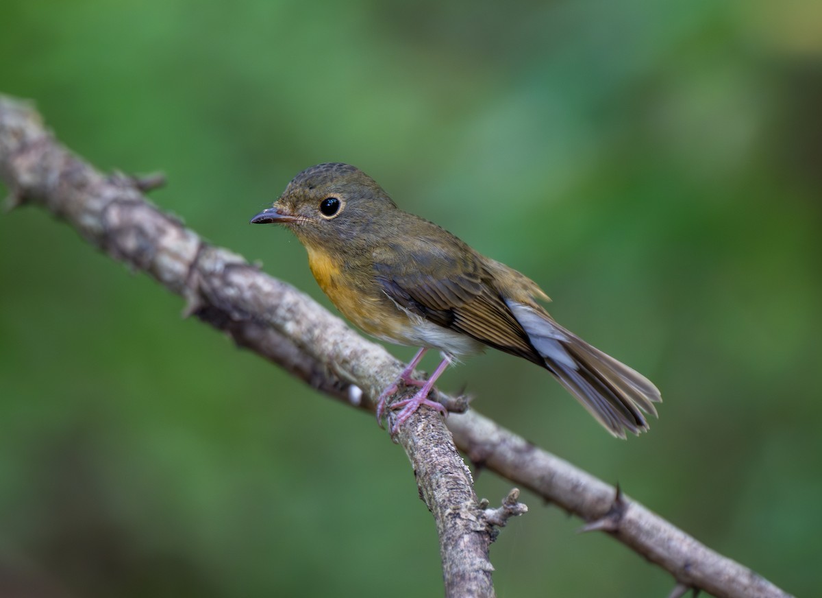 Chinese Blue Flycatcher - ML642799517