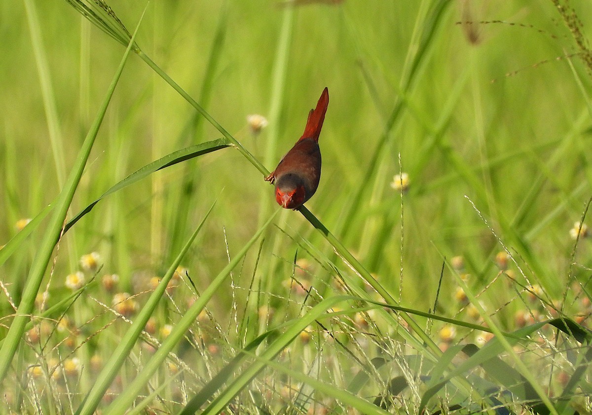 Crimson Finch - ML642799518
