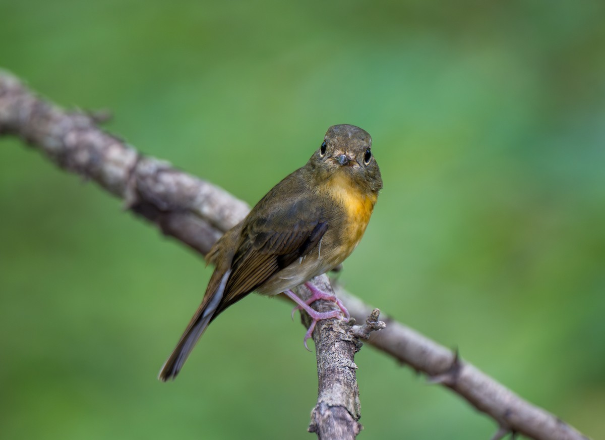 Chinese Blue Flycatcher - ML642799520